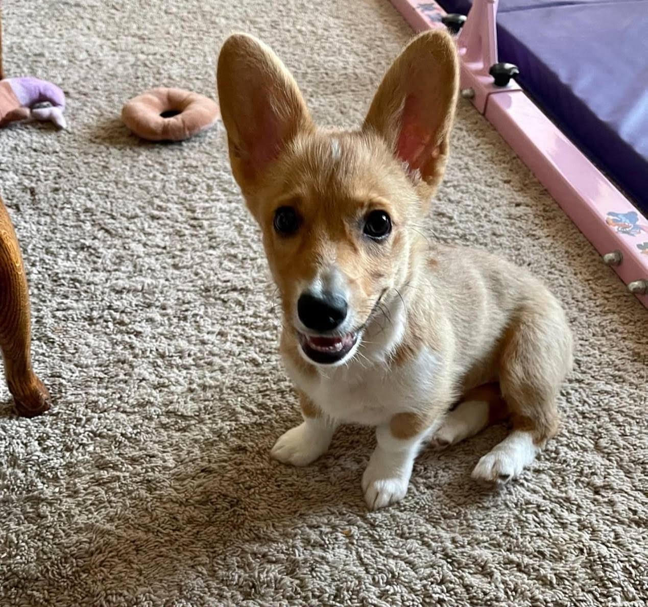 Bowie female Welsh Corgi